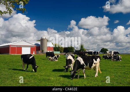 Holstein Kühe grasen auf einer grasbewachsenen Hof Weide mit roten Scheune und Silo im Sommer Vaughan Ontario Stockfoto
