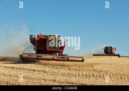 Beim Ernten von Weizen "Triticum Aestivum" verbindet. Stockfoto