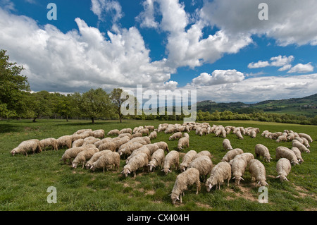 Eine Herde von Schafen Abschürfungen auf der grünen Wiese explodiert nur ein paar Minuten vor dem Sturm irgendwo in der Toskana, Italien. Stockfoto