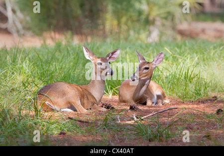 ein paar Whitetail Deer Festlegung Stockfoto