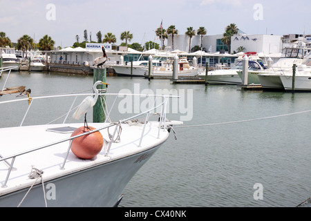 Vögel auf dem Deck eines Bootes Vergnügen in einer Marina in Sarasota, Florida Stockfoto