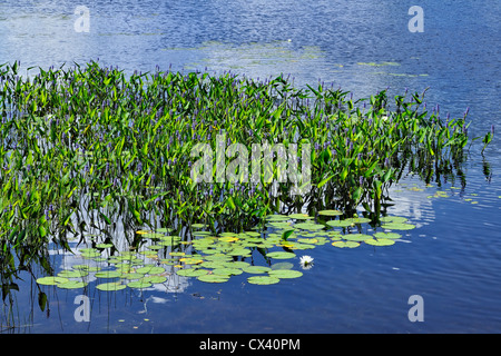 Pickerelweed und Wildwasser Lilie entlang Ufer des Ellbogen-Sees Stockfoto
