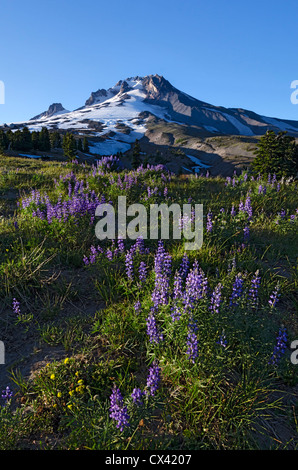 Mt. Hood bei Sonnenuntergang mit Lupine in voller Blüte Stockfoto