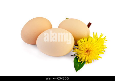 Drei Hühnereier mit Blatt und zwei Blüten des Löwenzahns isoliert auf weißem Hintergrund Stockfoto