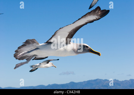 Neuseeländische Seevögel: Buller-Albatros (Thalassarche bulleri) im Flug. Stockfoto