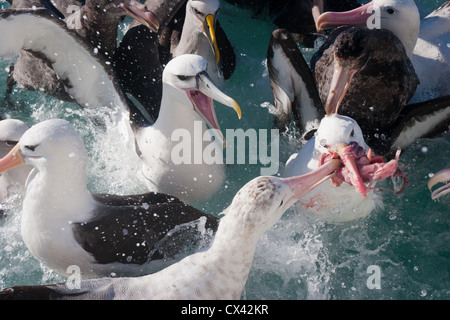 Albatrosse zanken über Essen, Kaikoura, Neuseeland. Stockfoto