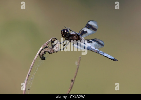 Acht-spotted Skimmer (Libellula Forensis) Libelle thront auf Zweig am Buttertubs Marsh, Nanaimo, Vancouver Island, BC, Kanada Stockfoto