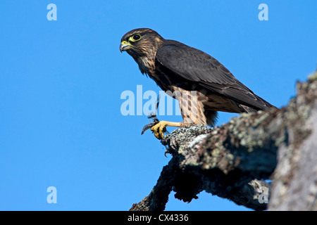 Merlin (Falco Columbarius) Essen eine Libelle auf einem Ast am Buttertubs Marsh, Nanaimo, Vancouver Island, BC, Kanada im August Stockfoto