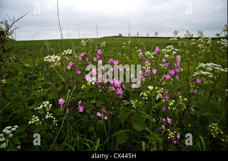 Wilde Blumen entlang der Hecken auf The Ridgeway, Oxfordshire, Vereinigtes Königreich Stockfoto