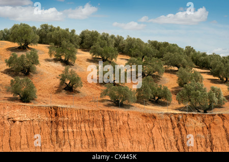 Oliven-Plantagen und bewölktem Himmel. Bäume auf Zeilen Stockfoto