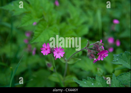 Wilde Blumen entlang der Hecken auf The Ridgeway, Oxfordshire, Vereinigtes Königreich Stockfoto