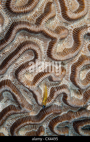 Pfefferminz-Grundel (Coryphopterus Lipernes) auf Hirnkoralle, Bonaire, Niederländische Antillen Stockfoto