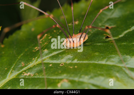 Daddy Langbein (Phalangium Opilio) auf einem Blatt Stockfoto