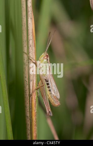 Wiese-Grashüpfer (Chorthippus Parallelus) Juni Iping Common, West Sussex, UK. Stockfoto