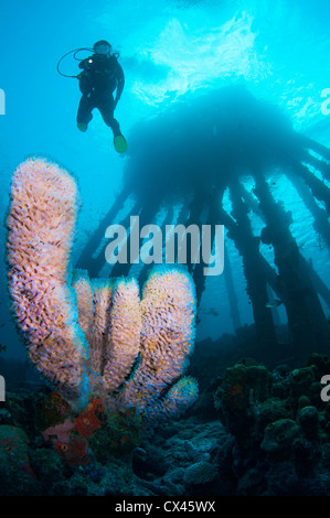 Taucher auf Salz Pier Tauchplatz, Bonaire, Niederländische Antillen Stockfoto