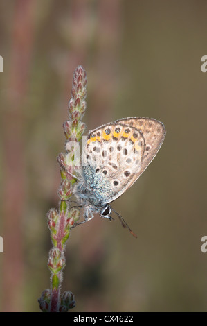 Silber besetzte blau (Plebejus Argus) Stedham Common, West Sussex, UK. Juni. Stockfoto