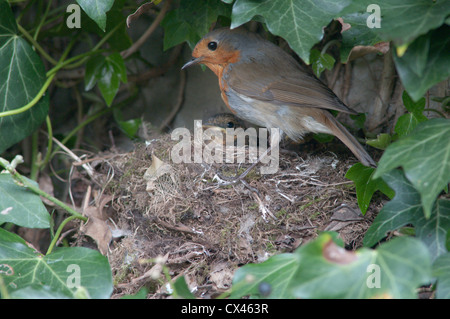 Robin (Erithacus Rubecula) am Nest mit jungen. Sussex, UK. April Stockfoto