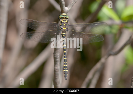 West Sussex, UK. Juli. Golden beringt Libelle (Cordulegaster Boltonii) männlich. Stockfoto