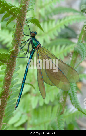 Schöne Prachtlibelle (Calopteryx Virgo). Unreife männlich. Sussex, UK. Mai. Stockfoto