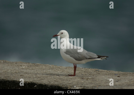 Hartlaub Möwe (Chroicocephalus Hartlaubii) in Lamberts Bay, Südafrika Stockfoto