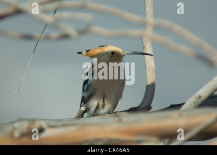 Eurasische Wiedehopf (Upupa Epops) auf Teneriffa Stockfoto