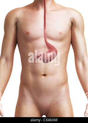 3D gerenderten medizinische Illustration des menschlichen Magens Stockfoto