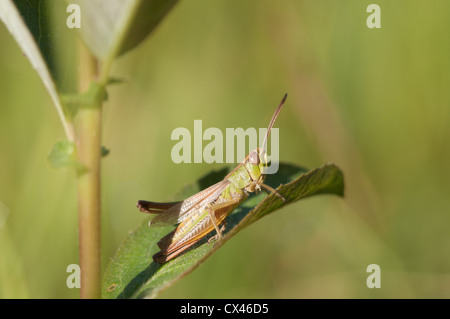 Wiese-Grashüpfer (Chorthippus Parallelus) Juni Iping Common, West Sussex, UK. Stockfoto