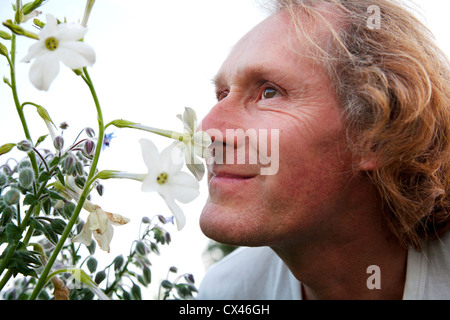 Mann duftenden Nicotiana Sylvestris Blume Stockfoto