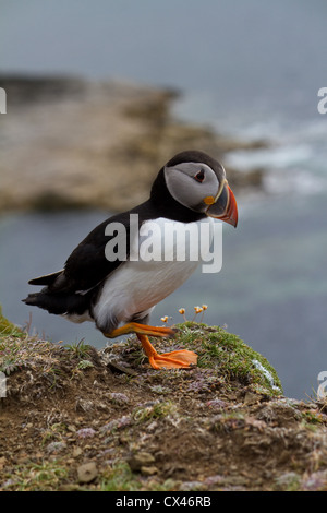 Ein einzelnes Papageientaucher zu Fuß direkt suchen Stockfoto