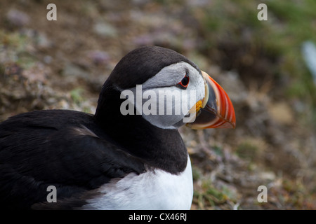 Eine Nahaufnahme der Kopf und die Schultern Porträt von einem einzigen puffin Stockfoto