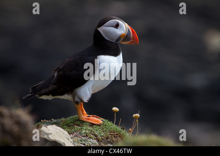 Einen einzigen Puffin stehend nach rechts schauend Stockfoto