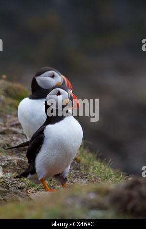 Zwei Papageientaucher (Fratercula Arctica) Stand vor der Kamera Stockfoto