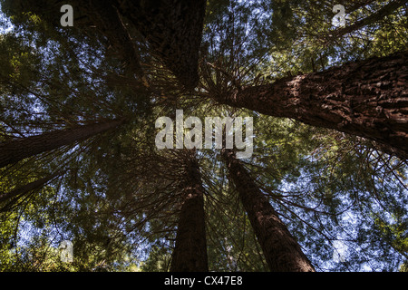 Coastal Redwood (Sequoia Sempervirens) Baldachin, Mendocino county Stockfoto
