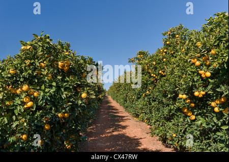Portugal, Algarve, orange Obstgarten Stockfoto