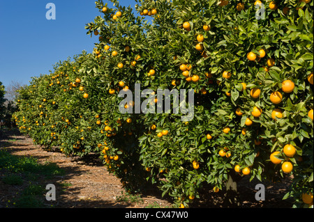 Portugal, Algarve, orange Obstgarten Stockfoto