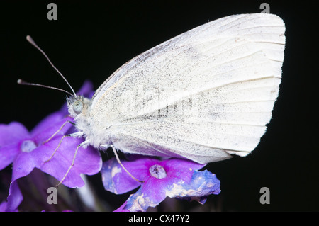 Kohl weiß Schmetterling (Pieris Rapae) Stockfoto