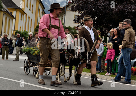 (Neustift Im Stubaital Almabtrieb) Fest, bringen die Kühe nach unten vom hohen alpinen Weiden in den österreichischen Alpen Stockfoto