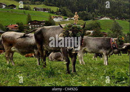 (Neustift Im Stubaital Almabtrieb) Fest, bringen die Kühe nach unten vom hohen alpinen Weiden in den österreichischen Alpen Stockfoto