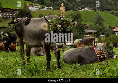 (Neustift Im Stubaital Almabtrieb) Fest, bringen die Kühe nach unten vom hohen alpinen Weiden in den österreichischen Alpen Stockfoto