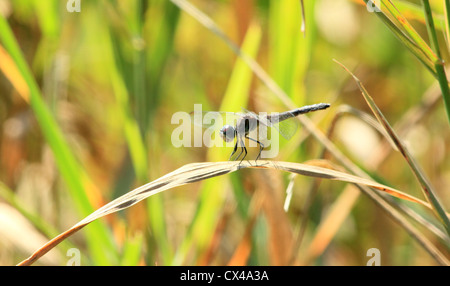 Eine Libelle thront auf ein Stück braunen Gras. Stockfoto