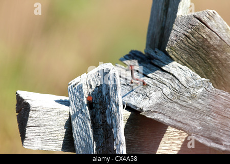 Einige rostigen alten Nägeln ragte aus einigen alten Holzbrettern. Stockfoto