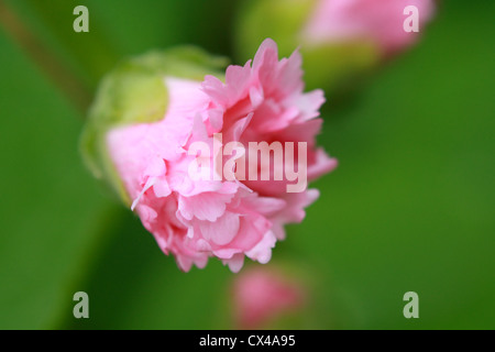 Blüten rosa Stockrose hautnah Stockfoto