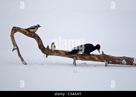 Black Woodpecker Dryocopus Martius & Great spotted Specht Dendrocopos major, auf einem Ast des Baumes, Finnland, März Stockfoto