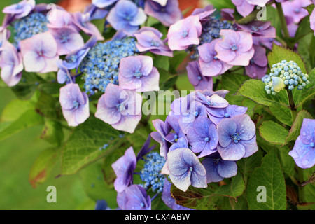 Schöne Hortensia, Hydrangeaceae Blumen in voller Blüte Stockfoto