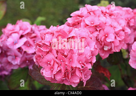 Schöne Hortensia, Hydrangeaceae Blumen in voller Blüte Stockfoto