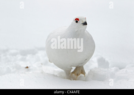 Willow Grouse Lagopus Lagopus, Gauner, männliche Spaziergang durch Schnee Februar, Finnland Stockfoto