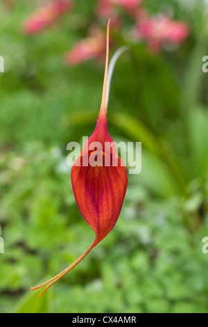 Masdevallia Urubamba. Eine Orchidee wächst in einer geschützten Umgebung. Stockfoto