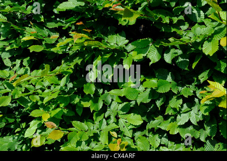 Blätter der Charme Baum, Carpinus Caroliniana, Frankreich Stockfoto