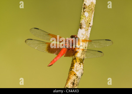 Rosigen Abstreicheisen Libelle (Orthemis Ferruginea) Calakmul Biosphere Reserve, Yucatan, Mexiko Stockfoto