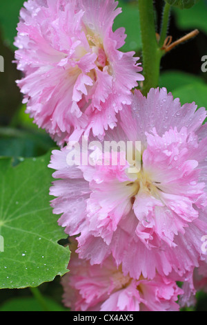 Blüten rosa Stockrose hautnah Stockfoto